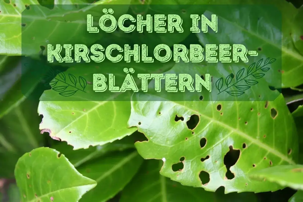 L&ouml;cher in Kirschlorbeer-Bl&auml;ttern deuten auf m&ouml;gliche Krankheiten oder Sch&auml;dlinge hin.