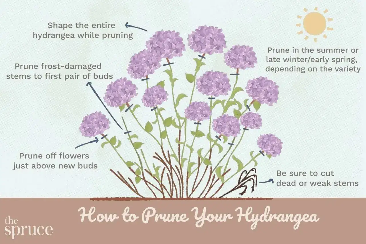 Guide pour savoir quand tailler les hortensias : conseils pour &eacute;laguer les tiges ab&icirc;m&eacute;es, les fleurs fan&eacute;es et les branches mortes.