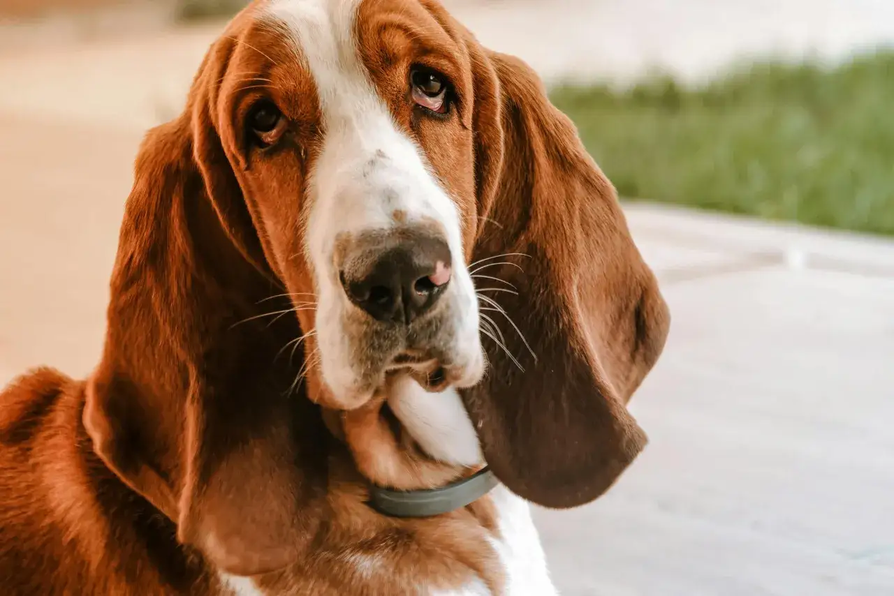 Smutny basset hound z długimi uszami patrzy w obiektyw.