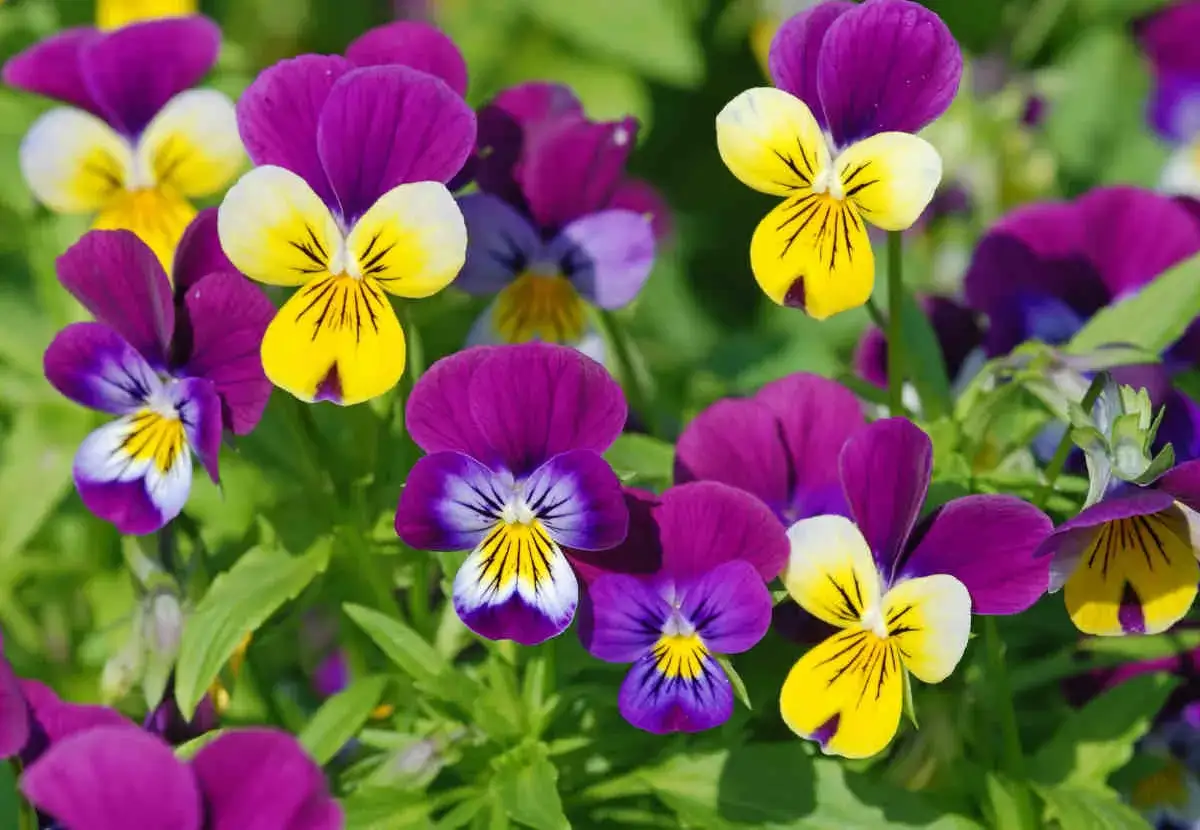 Un parterre de fleurs de pens&eacute;e aux p&eacute;tales violets et jaunes, aux visages souriants, illuminent le jardin.