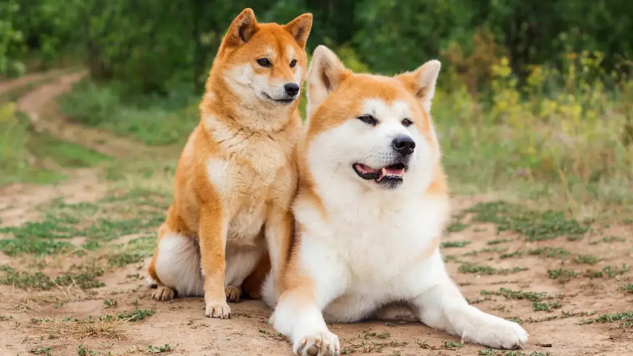 Dwa psy rasy Akita siedzą na ziemi. Czy akita jest groźna? Te psy wyglądają na spokojne i przyjazne.