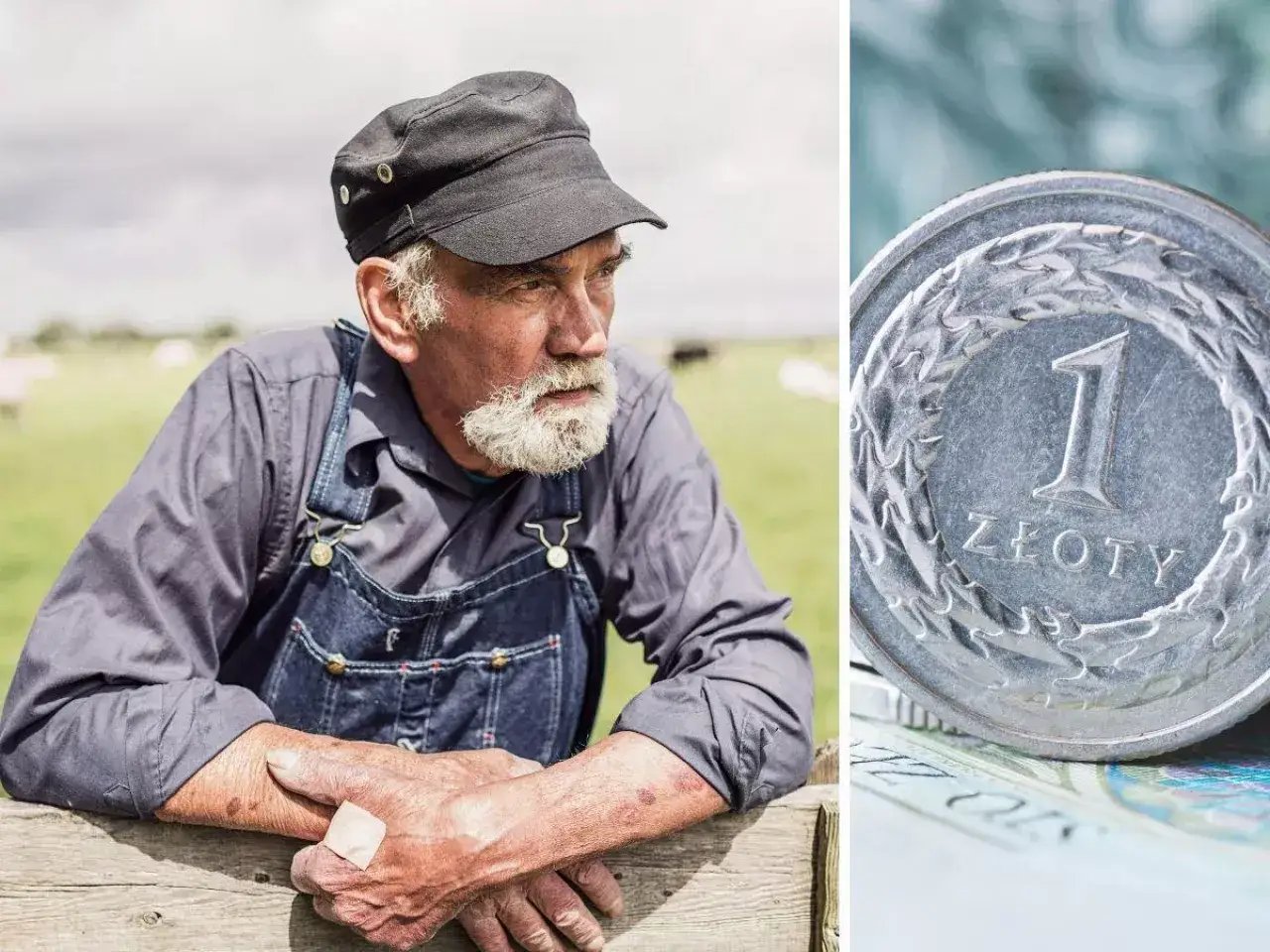 Rolnik z brodą i plasterkiem na ręce, obok moneta 1 złoty. Krus co to?