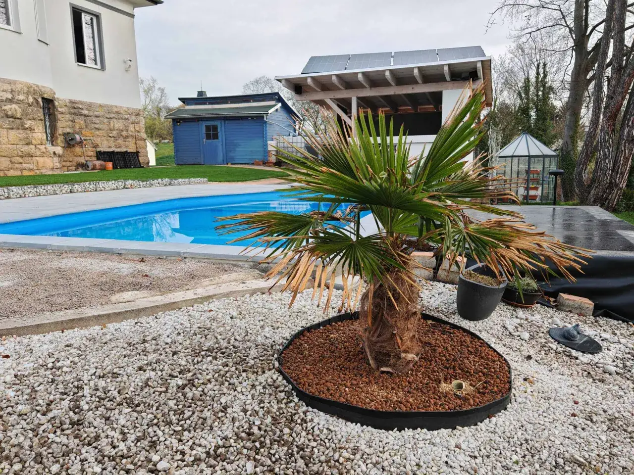 Ein kleiner Garten mit Pool und einem Baum, der an eine Palme erinnert. Verschiedene Palmenarten k&ouml;nnen hier gut gedeihen.