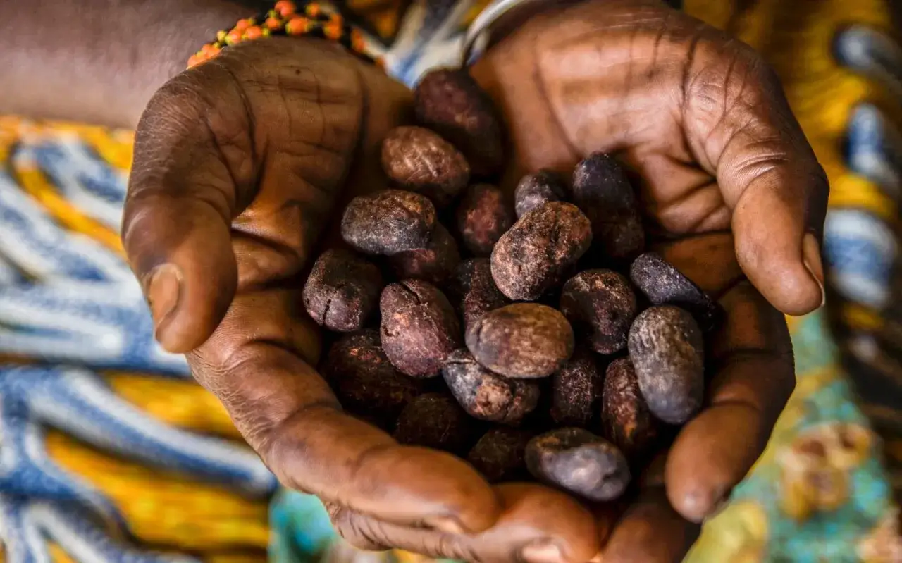 Mains tenant des noix de karit&eacute;, pr&ecirc;tes &agrave; &ecirc;tre transform&eacute;es en beurre karit&eacute; nourrissant.