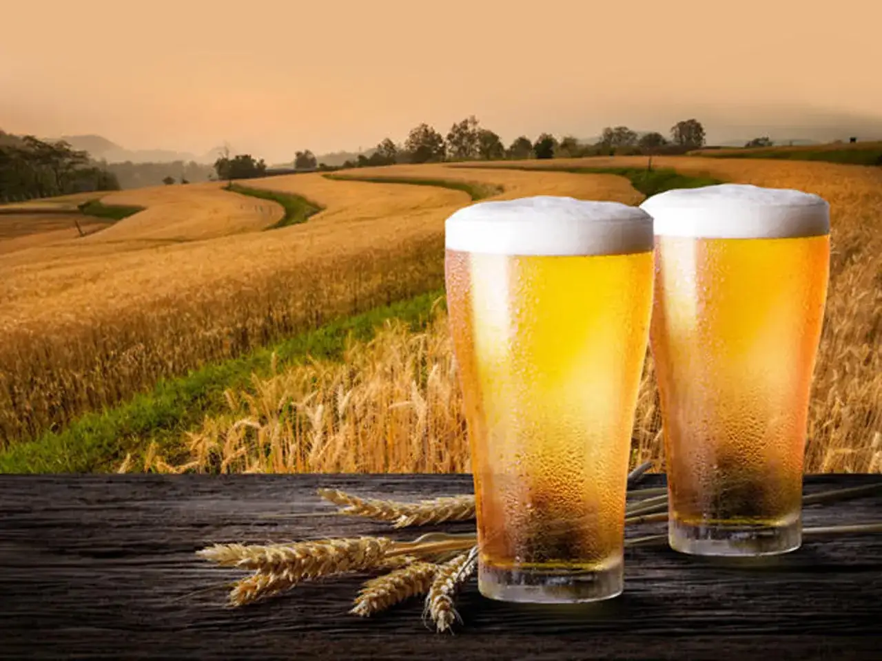 Two glasses of golden beer sit on a wooden table, with a field of barley in the background, hinting at the barley malt used to make this refreshing drink.