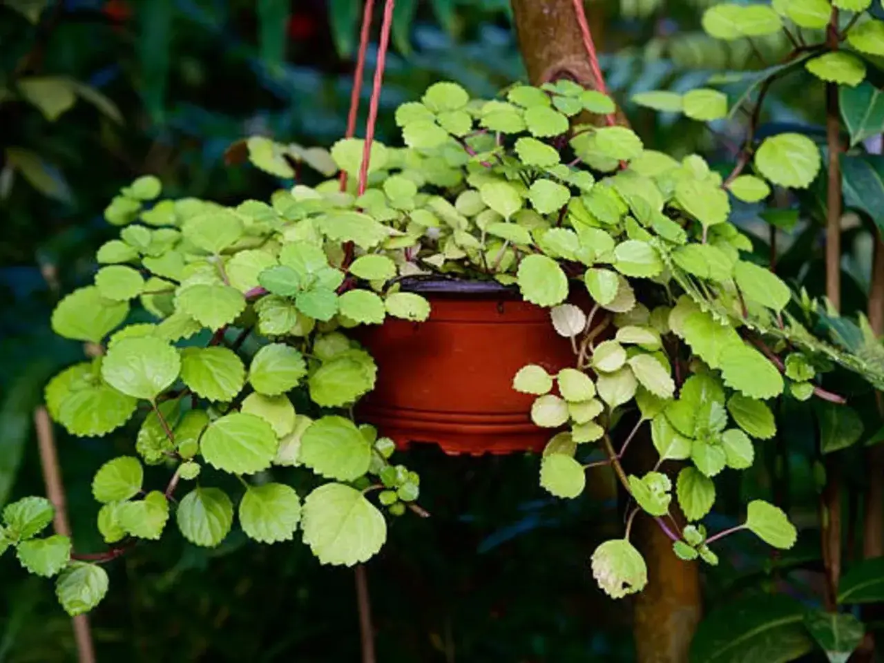 Planta del dinero colgante, con hojas verdes y tiernas, ideal para decorar cualquier rincón.