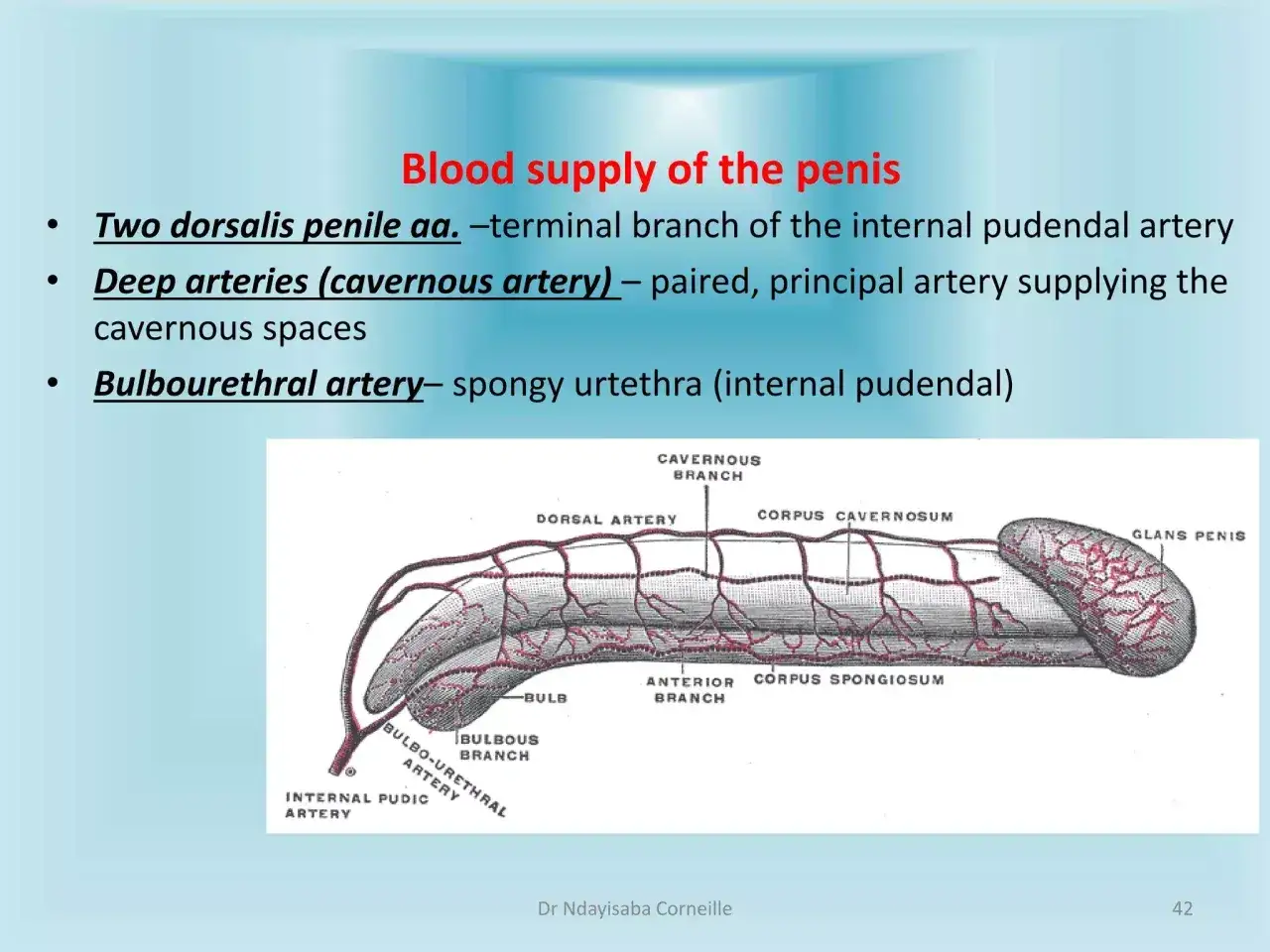 Ilustracja anatomiczna przedstawia unaczynienie penisa. Zmniejszył mi się członek, ale to tylko rysunek.