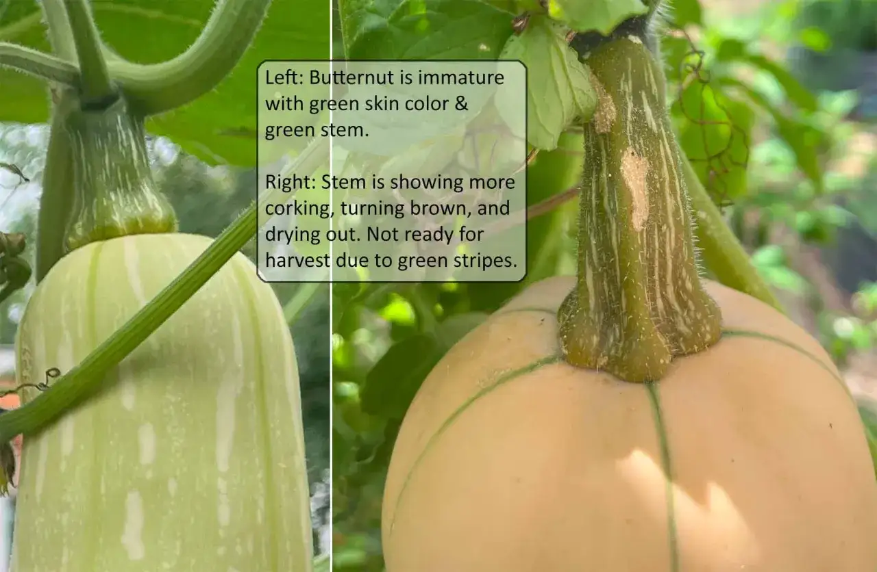 Comparaison de deux courges pour la recolte. L'une est verte et immature, l'autre est plus mûre avec des rayures vertes.
