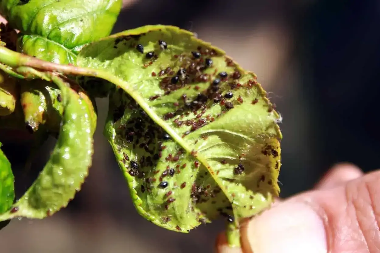 Foglia verde infestata da numerosi afidi e formiche.