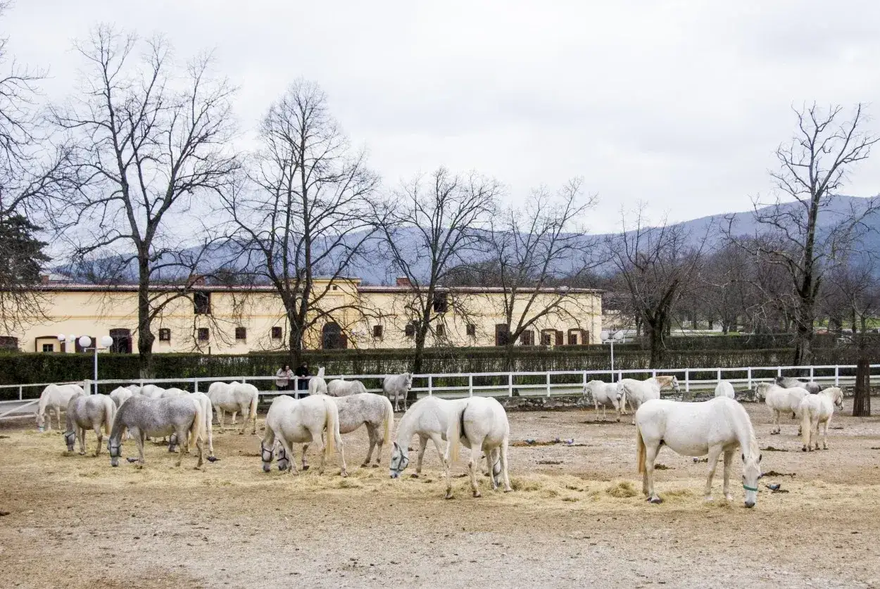 Un troupeau de chevaux blancs, rappelant le **lipizzan origine**, broute dans une cour devant une ferme.