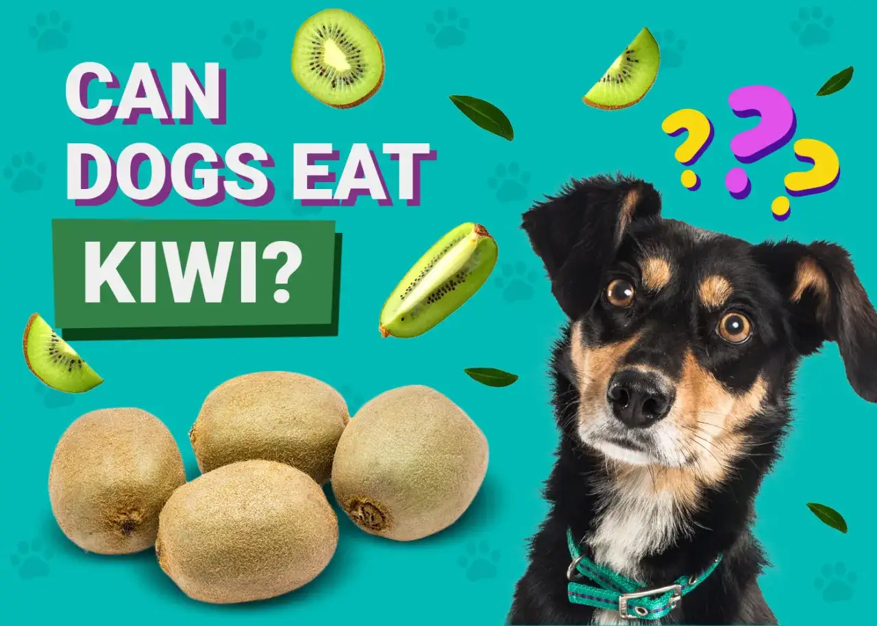 Czy pies może jeść kiwi? Na zdjęciu piesek z zaciekawieniem patrzy na owoce kiwi, zastanawiając się, czy może je spr&oacute;bować.