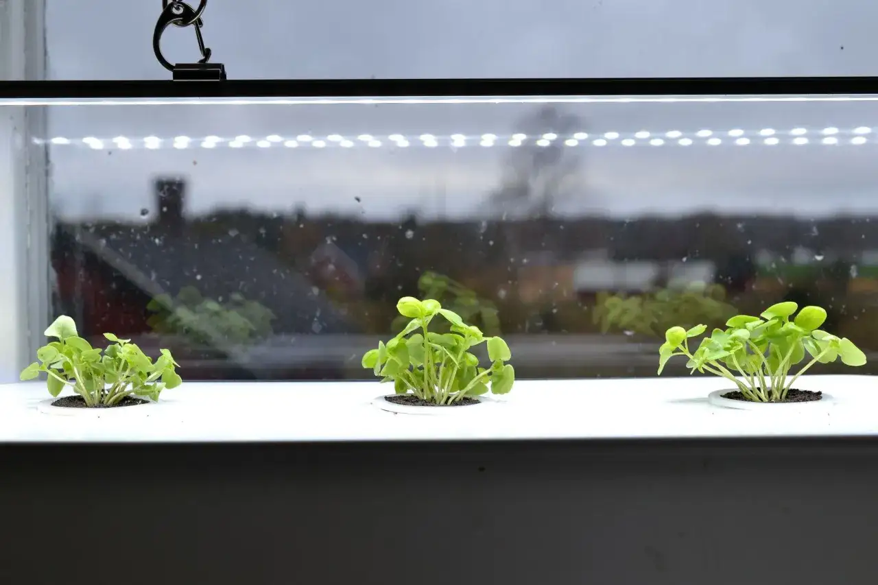 Sm&aring; plantor v&auml;xer under en LED-lampa med reflektor. Utanf&ouml;r f&ouml;nstret syns hus och tr&auml;d.