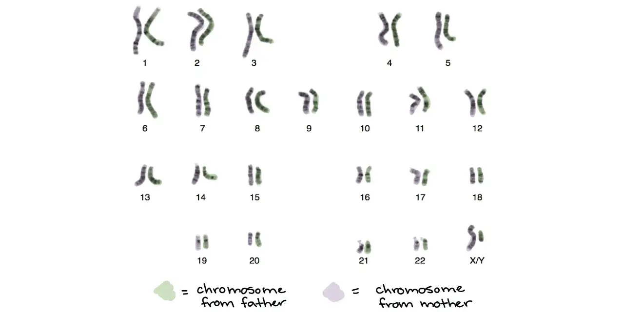 Zestawienie ludzkich chromosomów, ponumerowanych od 1 do 22, plus chromosomy płci X/Y. Zielone chromosomy pochodzą od ojca, fioletowe od matki.