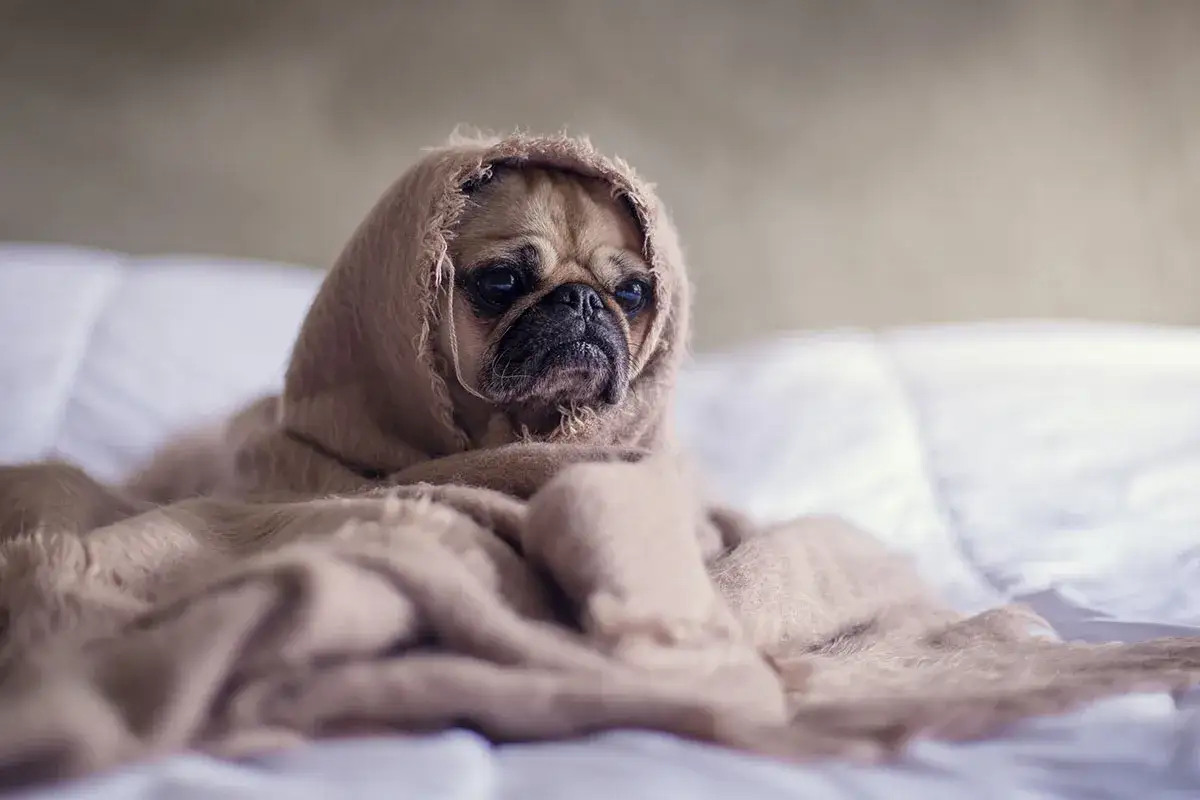 En mops, insvept i en brun filt, ser lite sorgsen ut. Hunden flåsar mycket, kanske för att den är varm eller lite orolig.