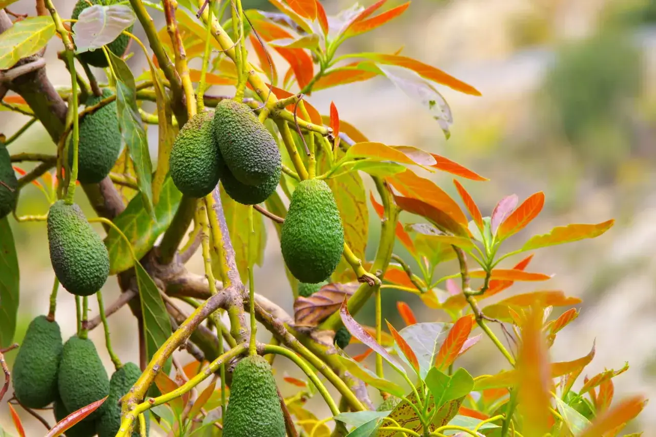 Des avocats verts et textur&eacute;s pendent d'un avocatier, leurs feuilles aux teintes orang&eacute;es ajoutant une touche de couleur &agrave; la sc&egrave;ne.