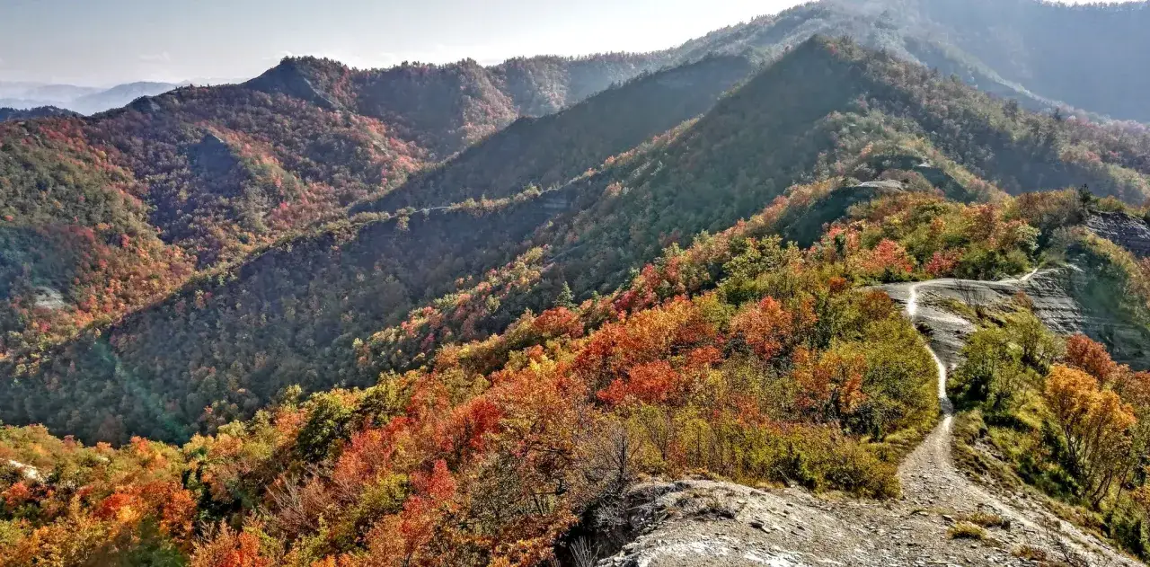 Sentiero che serpeggia tra i colori autunnali del monte Falterona, con boschi di faggi e querce che sfumano dal verde al rosso e all'arancio.