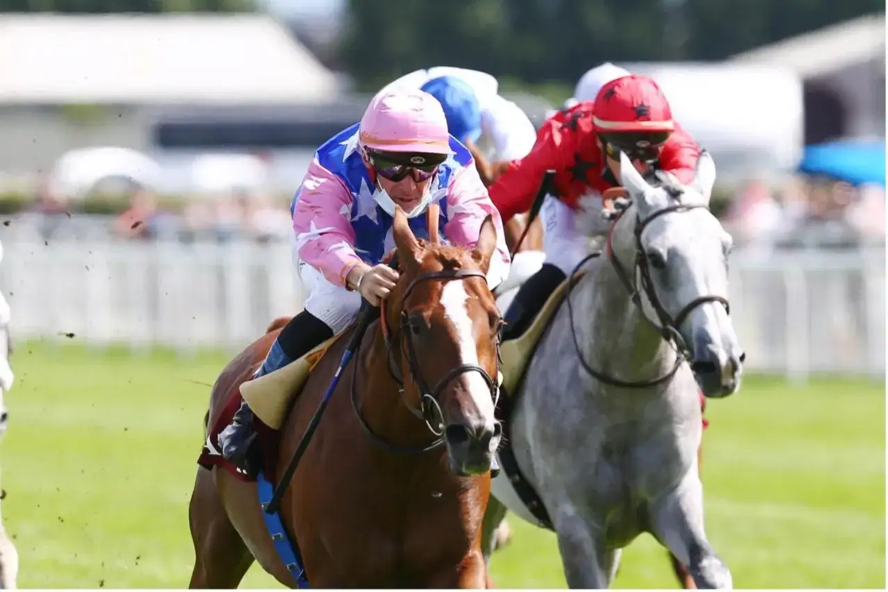 Course hippique : un pur-sang arabe marron et un gris se disputent la victoire, jockeys en action.