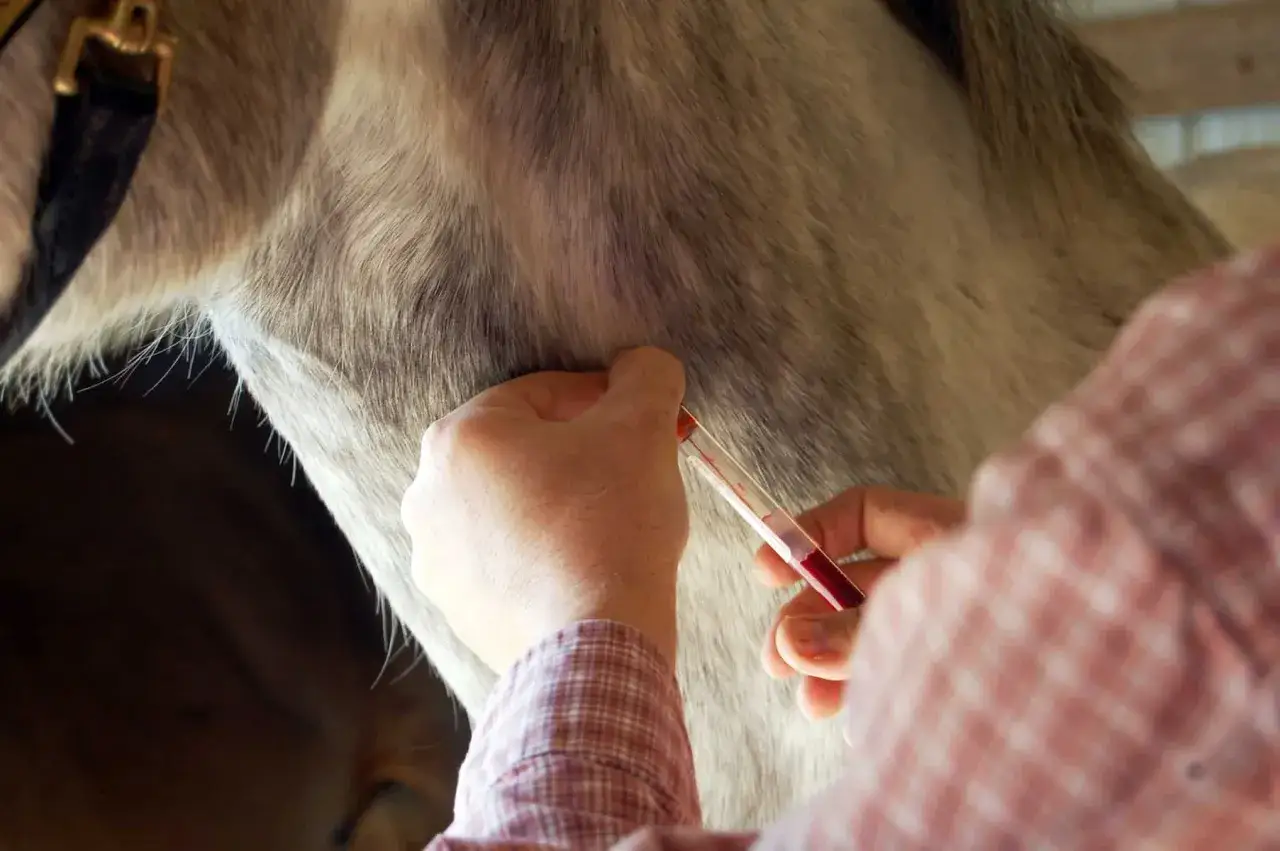 Prélèvement sanguin sur un cheval pour diagnostiquer une anémie. Le vétérinaire recueille le sang dans un tube.