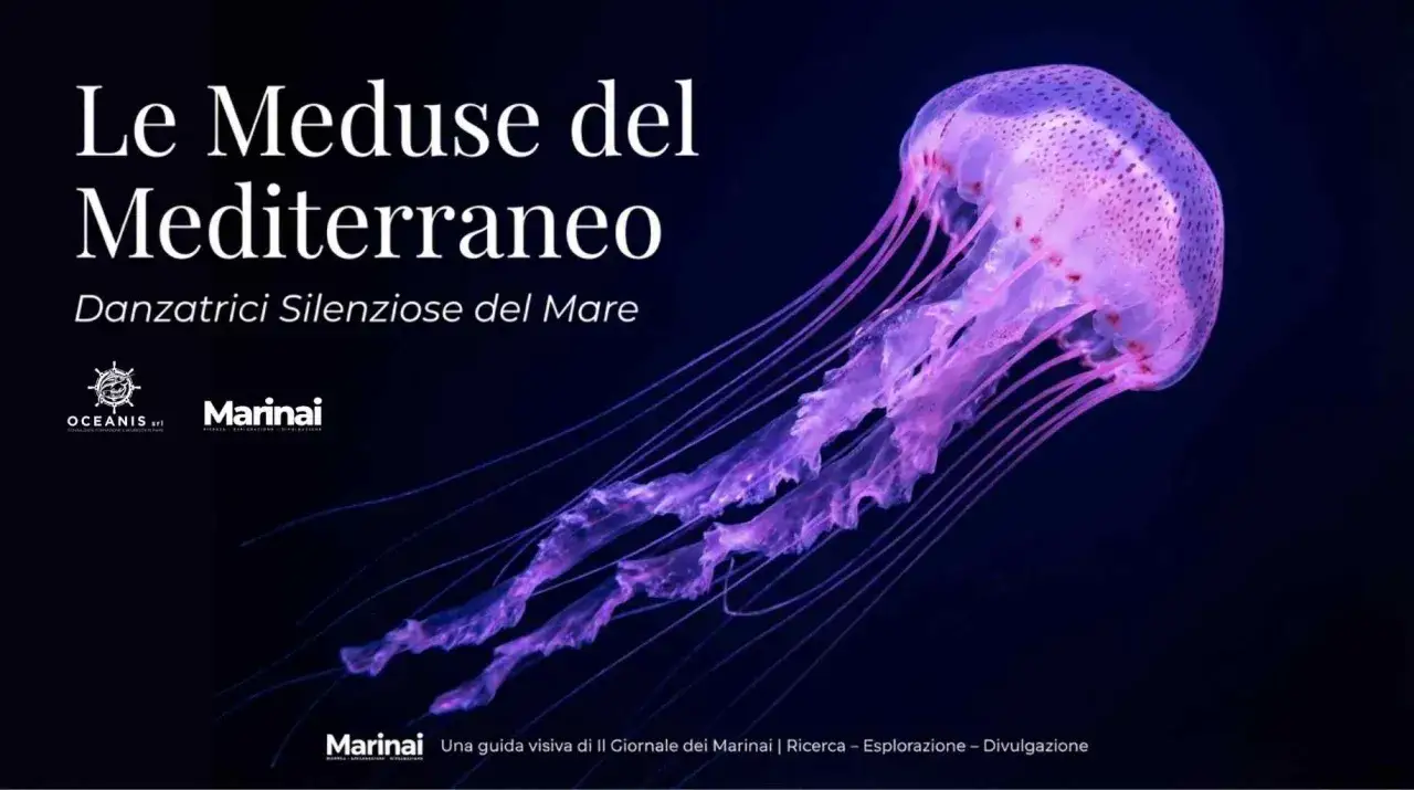 Una medusa animale viola e rosa fluttua nell'oscurit&agrave;, con tentacoli lunghi e trasparenti. Titolo: Le Meduse del Mediterraneo.