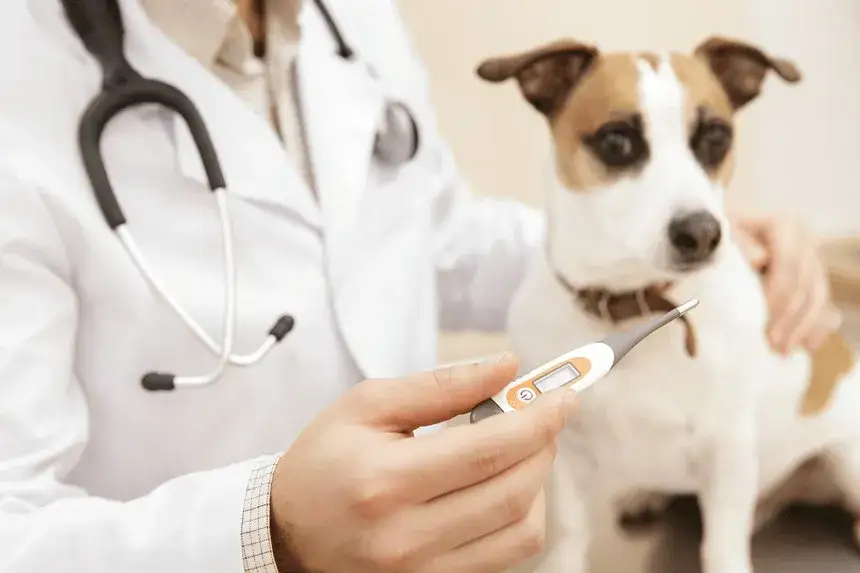 Zdjęcie Niebezpieczna temperatura dla psa: kiedy grozi mu niebezpieczeństwo