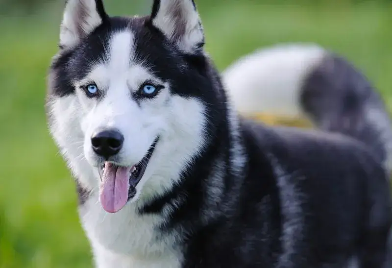 Zdjęcie Ile kosztuje husky syberyjski? Sprawdź ceny i uniknij ukrytych kosztów!