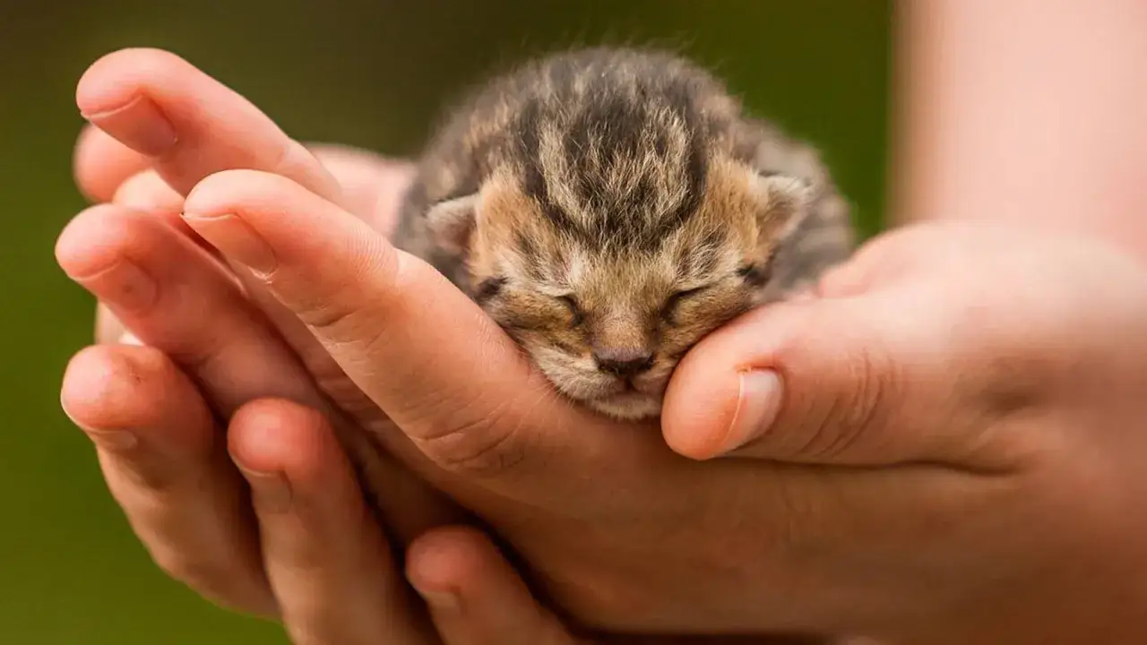 Zdjęcie Cómo cuidar a un gato: errores comunes que debes evitar para su bienestar