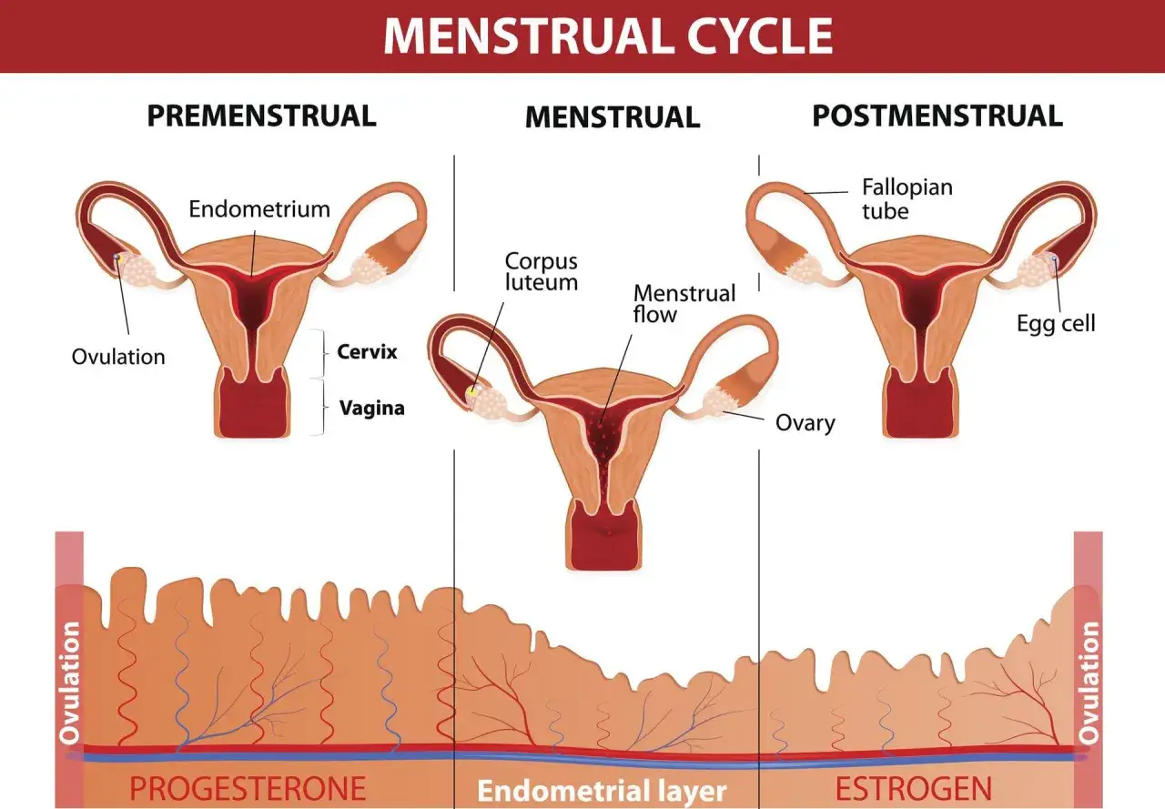 Cykl menstruacyjny: faza lutealna z ciałkiem żółtym i wzrostem endometrium pod wpływem progesteronu.