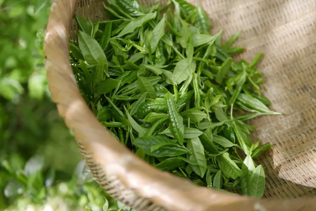 Feuilles de thé vert fraîchement cueillies dans un panier en osier, prêtes pour apprendre comment faire du thé vert.