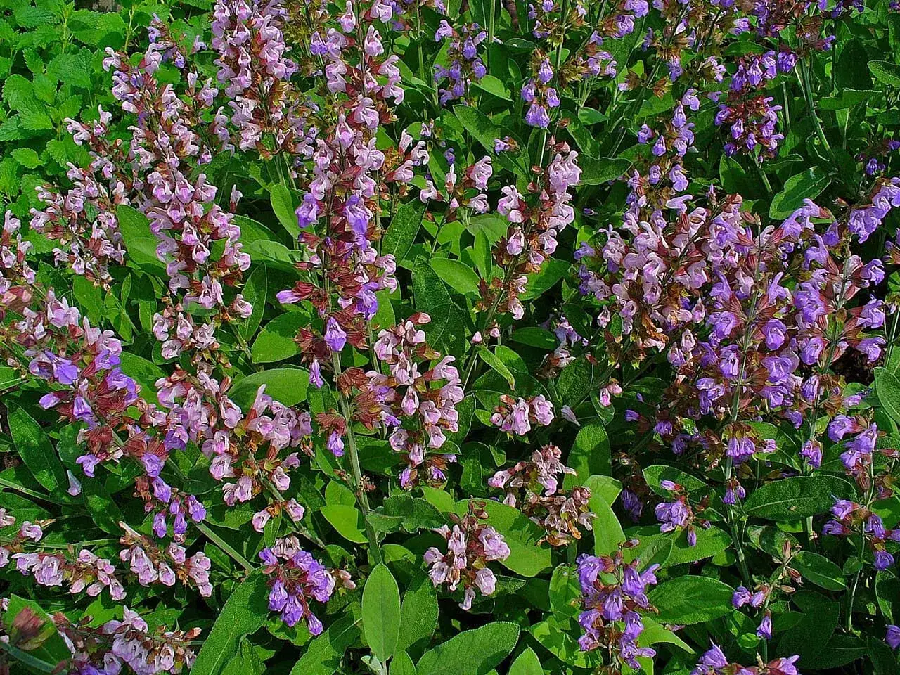 En tät plantering av salvia med lila blommor och gröna blad. Perfekt för att odla salvia i din trädgård.