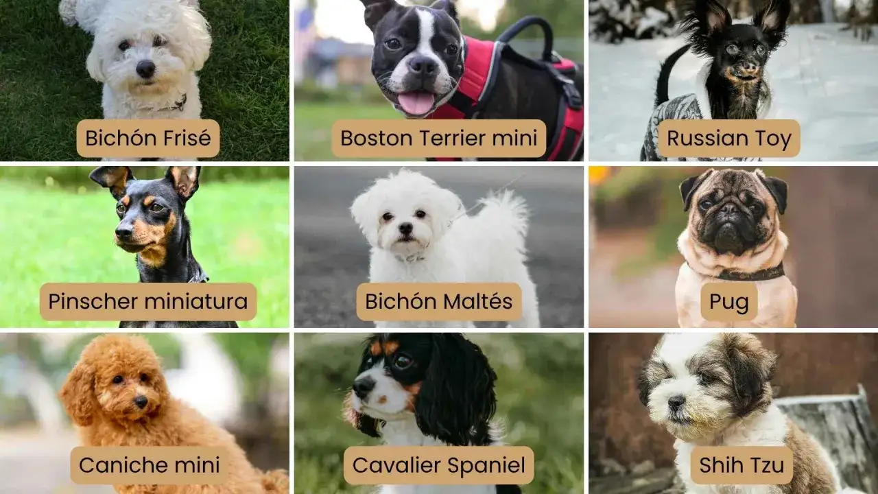 Colección de adorables razas de perros pequeños: Bichón Frisé, Boston Terrier mini, Russian Toy, Pinscher miniatura, Bichón Maltés, Pug, Caniche mini, Cavalier Spaniel y Shih Tzu.