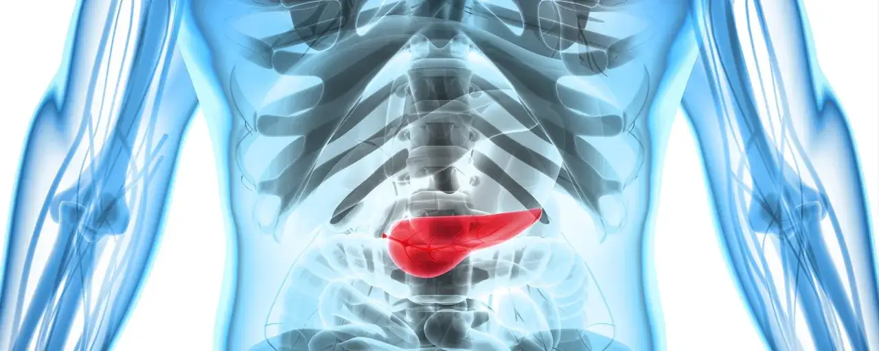 Anatomia człowieka z podświetloną na czerwono trzustką. Szukasz inspiracji na dieta przy chorym woreczku żółciowym przepisy?