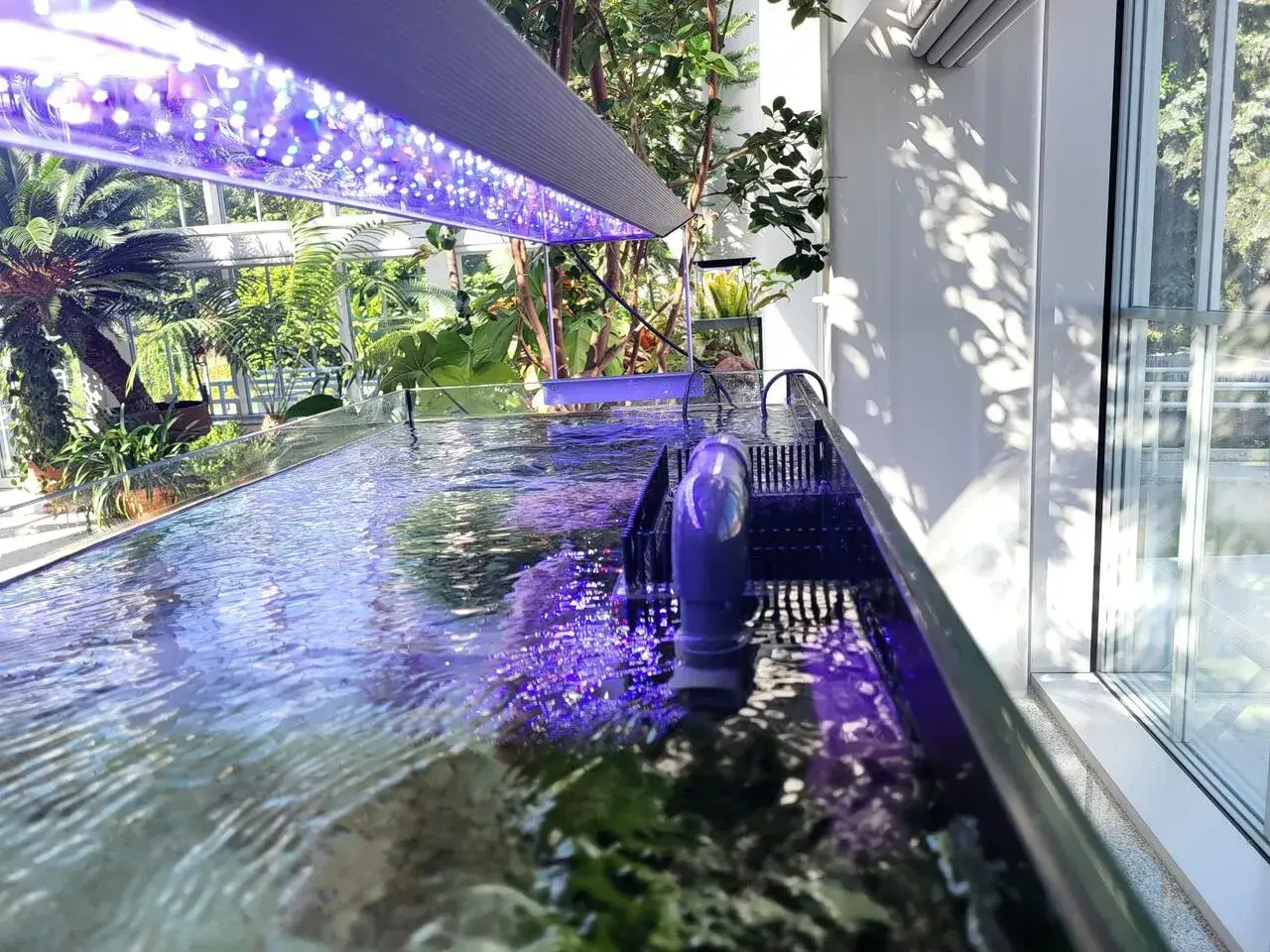 Woda w akwarium w krakowskim oceanarium, oświetlona fioletowym światłem, tworzy magiczny klimat.