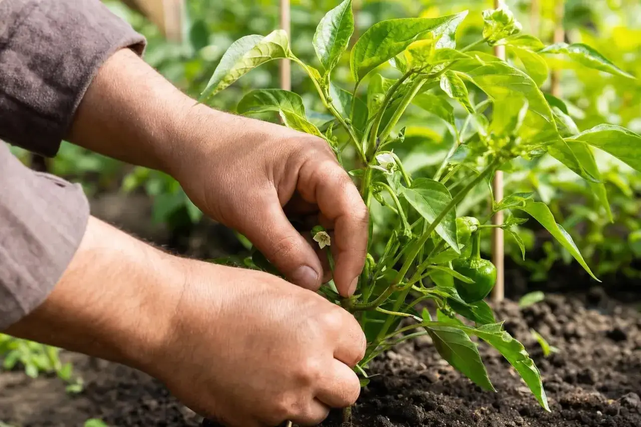 Mains soignant une jeune poivron plante, avec une petite fleur blanche et un jeune fruit vert.