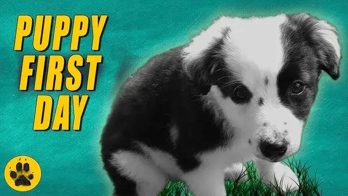 border collie puppy first day home