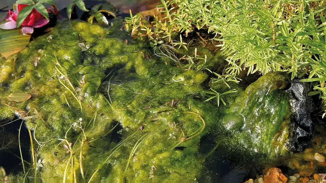 Eau de bassin envahie par les algues. Découvrez comment éclaircir l'eau d'un bassin à poissons pour un environnement sain.
