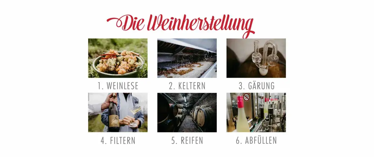 Die Weinherstellung: Weinlese, Keltern, G&auml;rung, Filtern, Reifen, Abf&uuml;llen &ndash; so wird Wein gemacht.