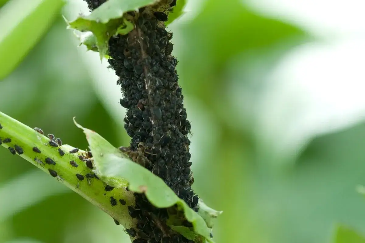Une invasion de pucerons noirs sur une tige de tomate. Ces petits insectes s'agglutinent, menaçant la plante.