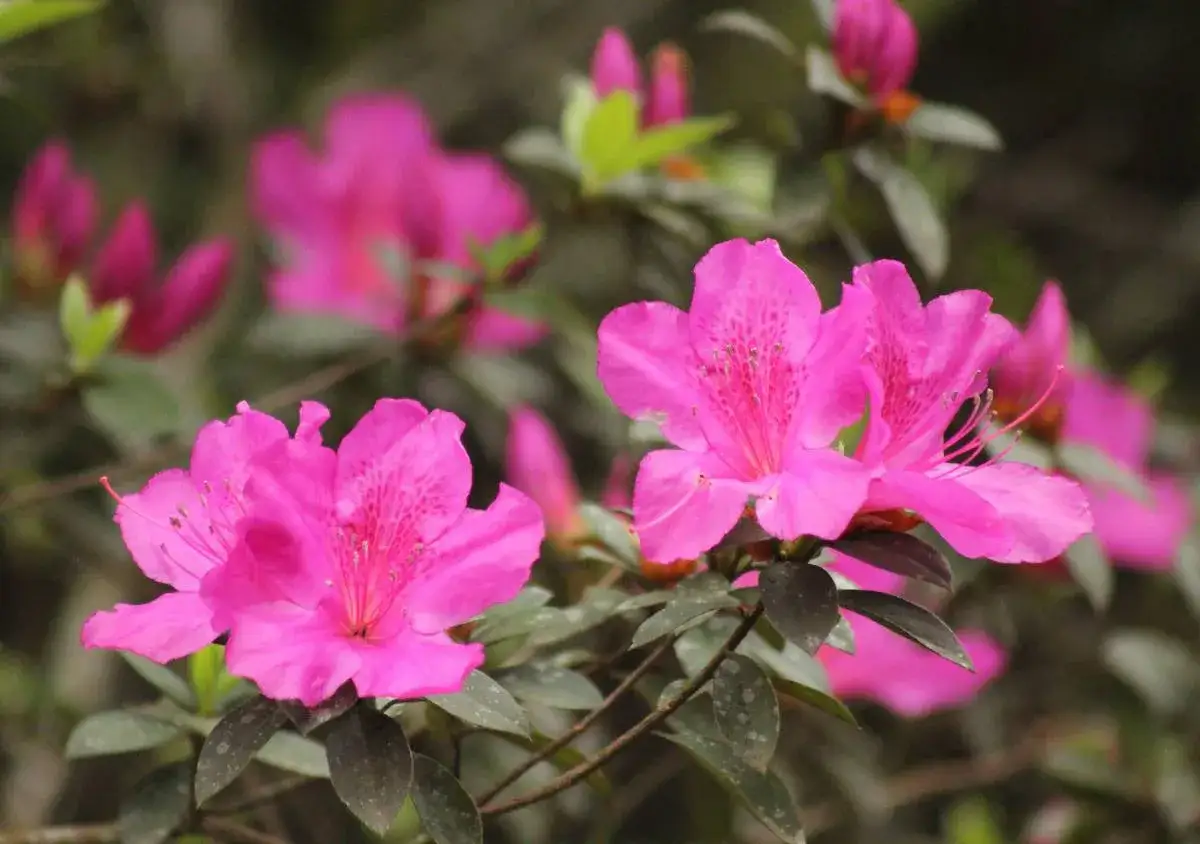 Fleurs roses vives d'une azal&eacute;e du Japon, avec des p&eacute;tales d&eacute;licats et des taches plus fonc&eacute;es au centre.