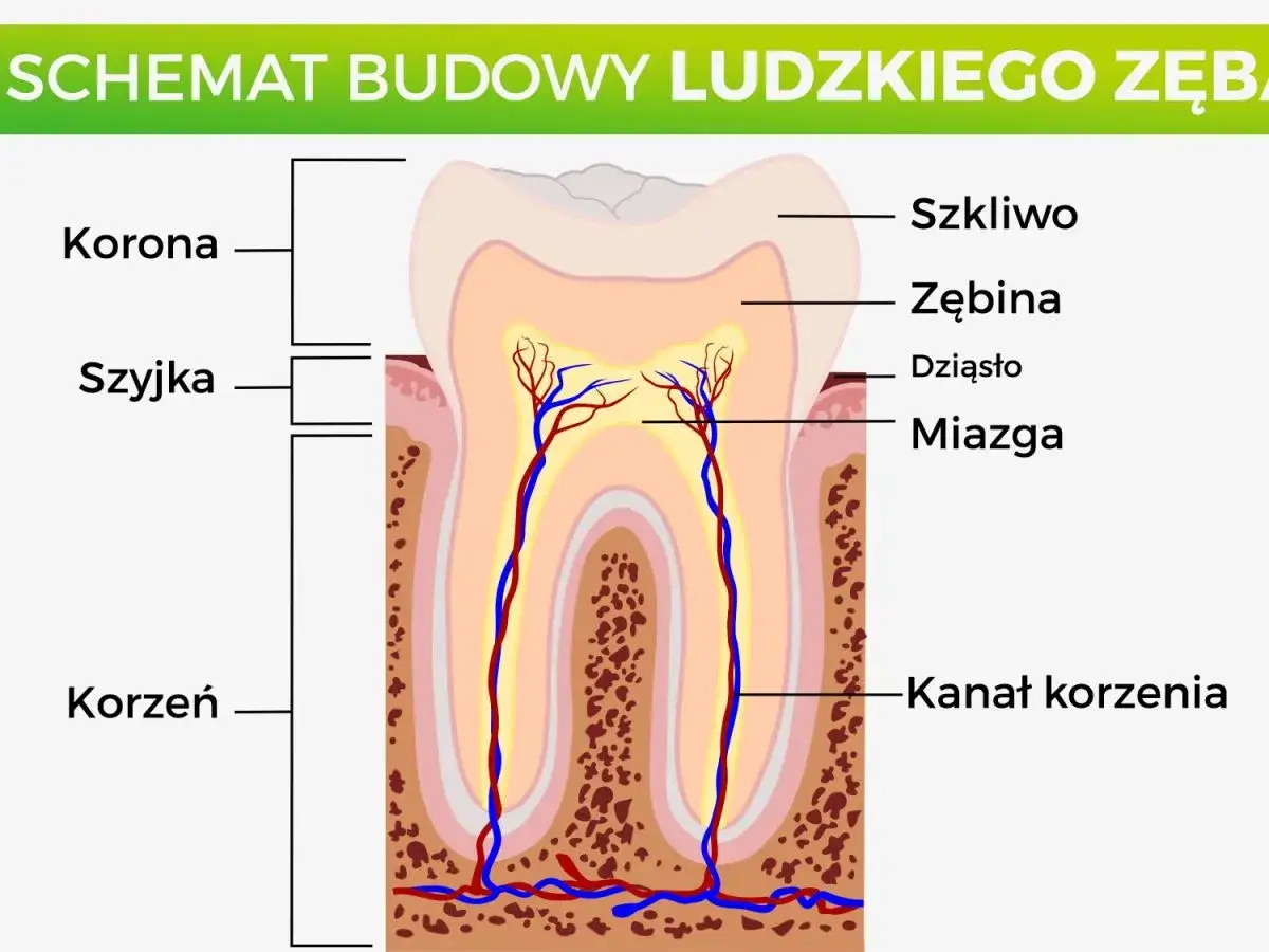 Schemat budowy ludzkiego zęba: korona, szyjka, korzeń, szkliwo, zębina, miazga i kanał korzenia.