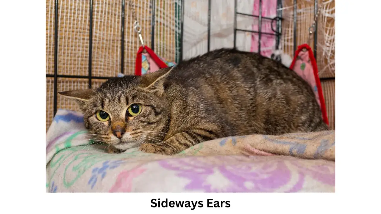 A tabby cat with sideways ears, indicating it might be feeling anxious or uncertain. Understanding cat ears meaning can help interpret their mood.