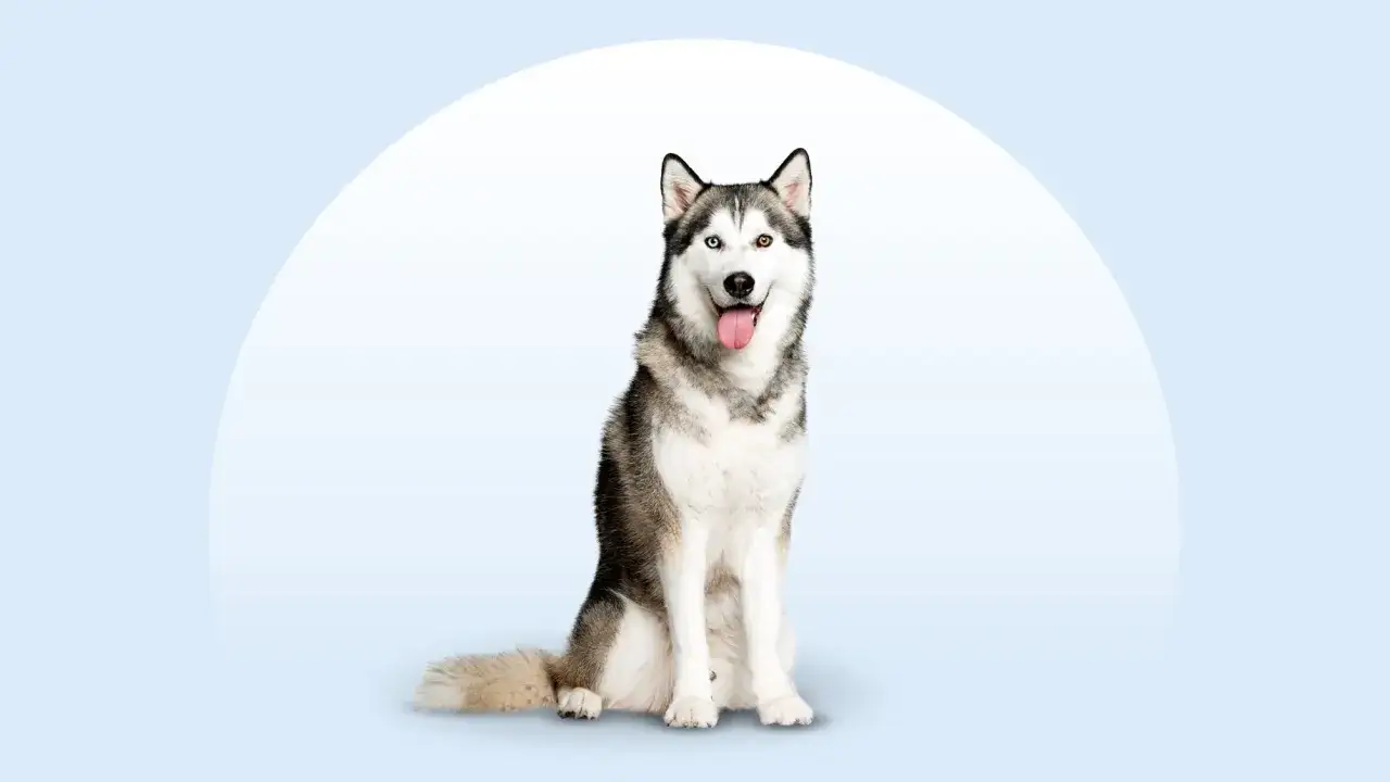 Siedzący husky z różnymi kolorami oczu, z językiem na wierzchu, emanuje radosnym husky charakterem.