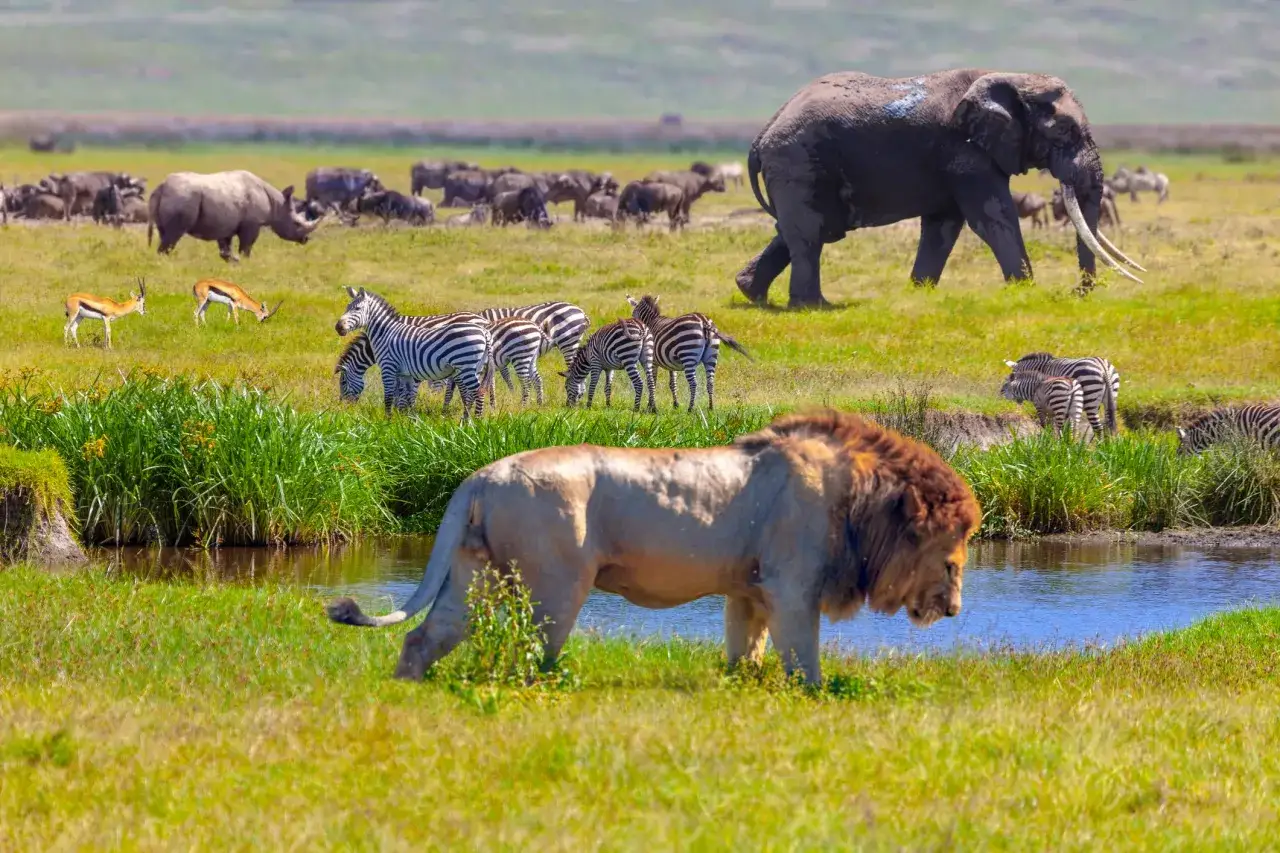 Safari w Kenii, dzikie zwierzęta, sawanna