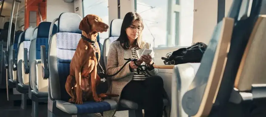 pies w autobusie komunikacji miejskiej