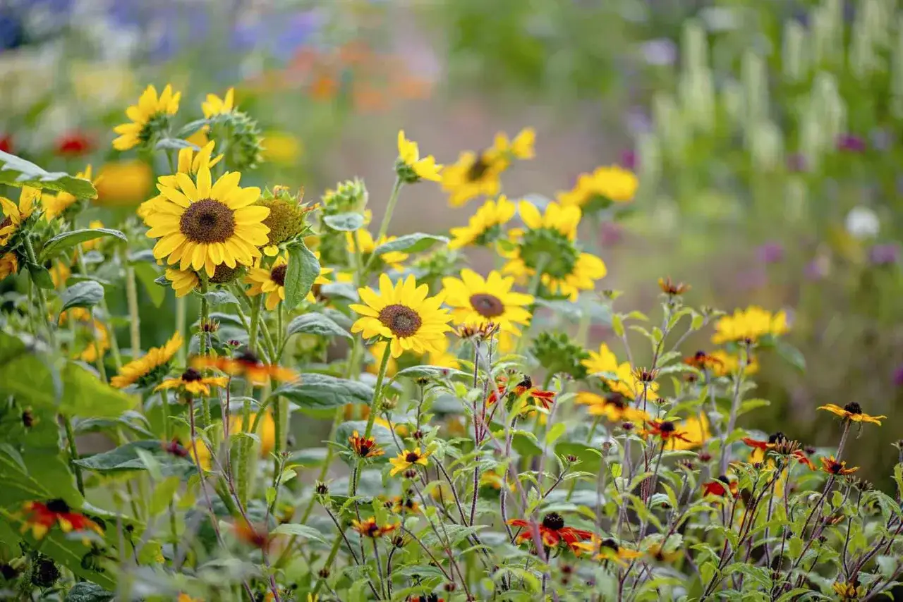 A field of various types of sunflowers, with bright yellow petals and dark centers, bloom amongst other colorful wildflowers.
