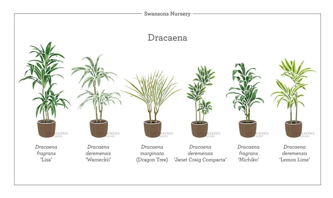Ilustracja przedstawia różne rodzaje dracen: 'Lisa', 'Warneckii', 'Dragon Tree', 'Janet Craig Compacta', 'Michiko' i 'Lemon Lime'.