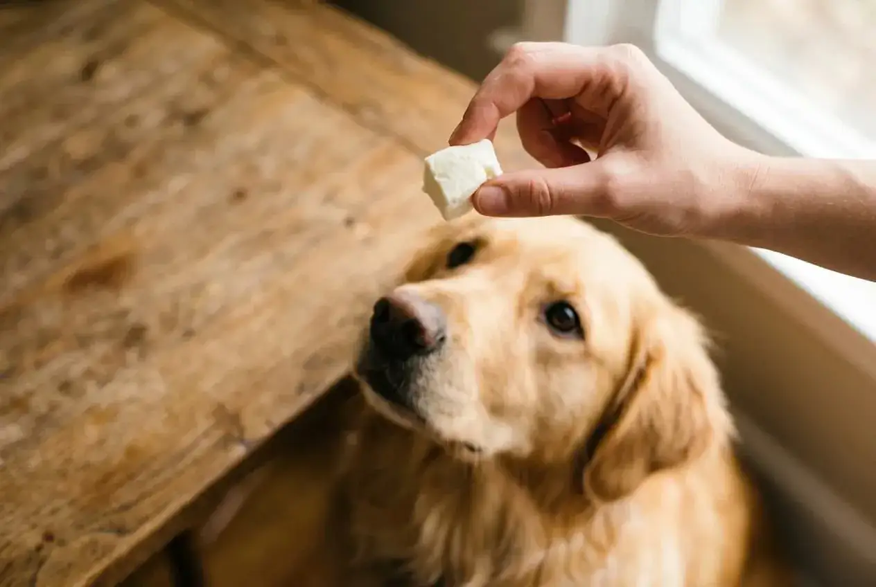 Złoty retriever patrzy z nadzieją na kostkę sera, zastanawiając się, czy pies może jeść ser żółty.