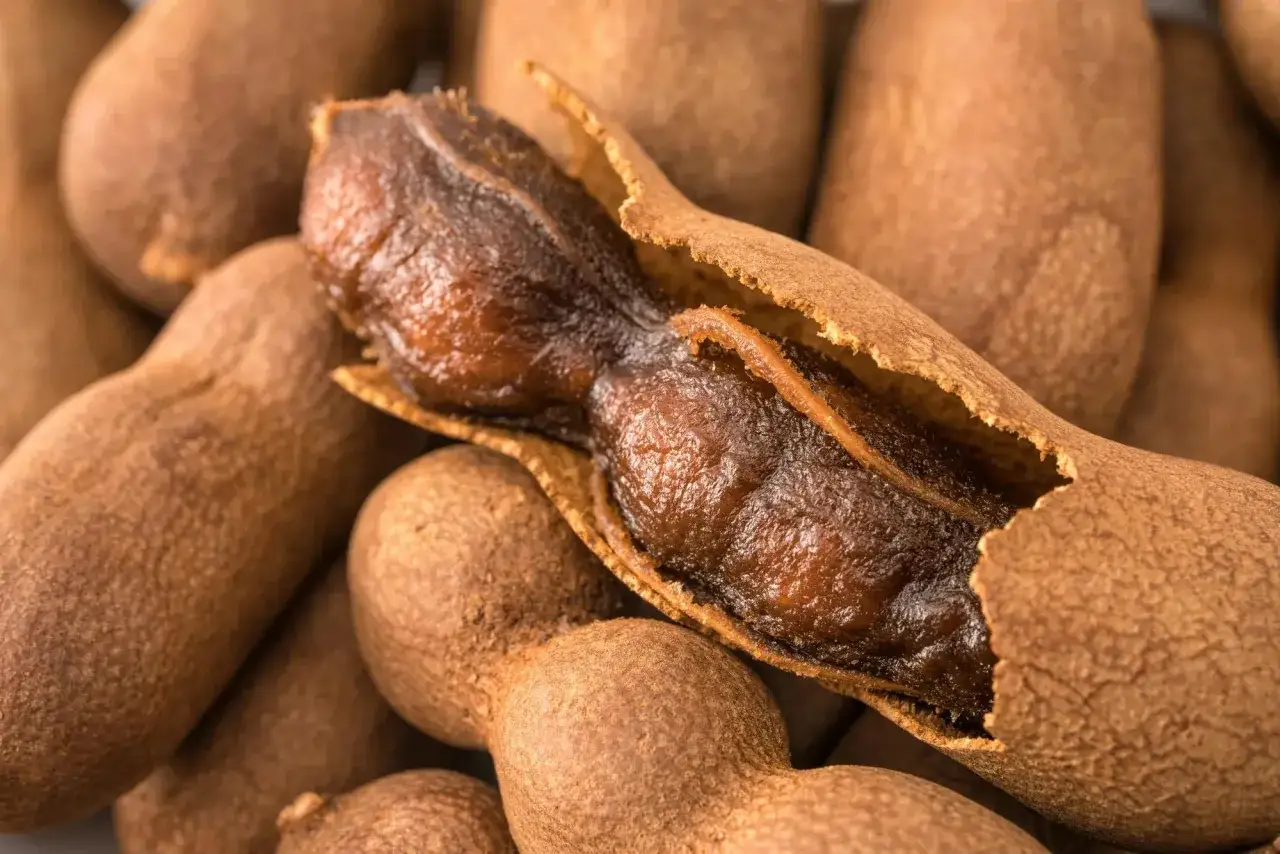 Tamarindfrukter, en källa till många beneficios del tamarindo, med en öppen skida som visar det mörka, klibbiga köttet.