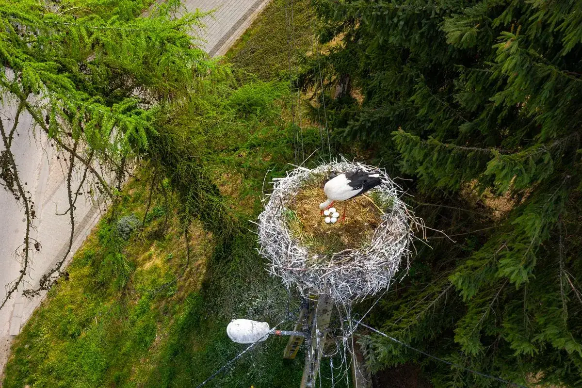 Bocian strzeże jaj w gnieździe. Zastanawiasz się, ile waży gniazdo bociana? To imponująca konstrukcja z gałęzi i patyk&oacute;w.