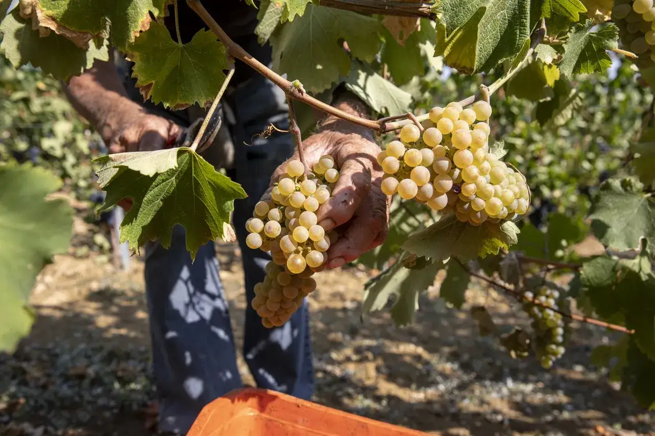 Mani esperte raccolgono grappoli dorati di vitigni aromatici, pronti per diventare un vino pregiato.