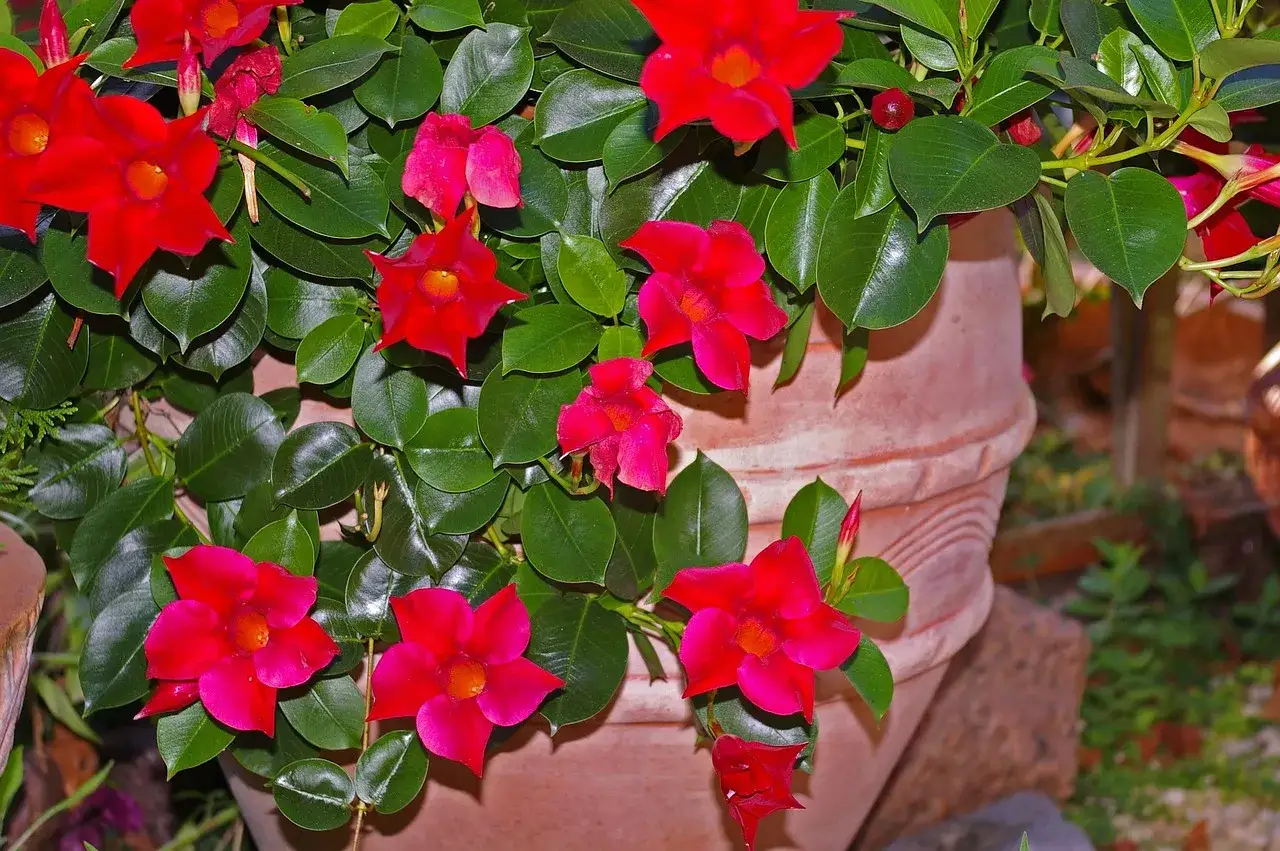 Mandevilla w donicy, przygotowana do zimowania. Intensywnie czerwone kwiaty i zielone liście.